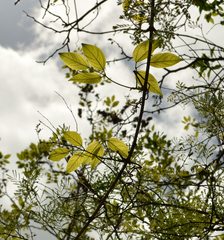 Fridericia floribunda
