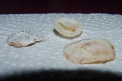 Bostrycapulus odites
