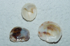Bostrycapulus odites