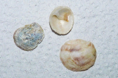 Bostrycapulus odites