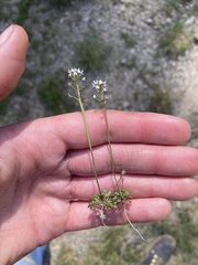 Teesdalia