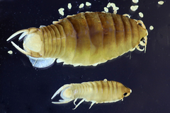 Anilocra capensis