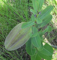 Xysmalobium undulatum