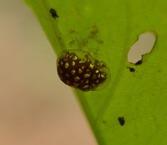 Charidotis auroguttata