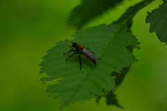 Laphria sericea