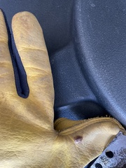 Paropsisterna debilis