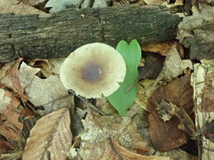Amanita solaniolens