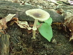 Amanita solaniolens