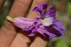 Fridericia floribunda