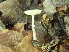 Amanita solaniolens