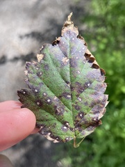 Sphaerulina westendorpii