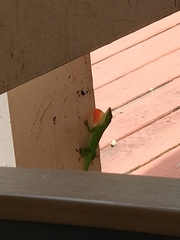 Anolis carolinensis