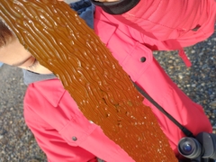 Macrocystis pyrifera