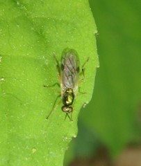 Actina viridis