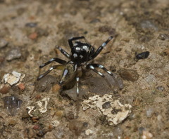 Phintella bifurcilinea