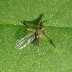 Platypalpus discifer