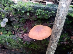 Gymnopilus eucalyptorum