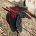 Diastatops pullata - Photo (c) Keith Wilson, algunos derechos reservados (CC BY-NC)