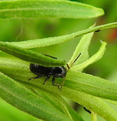 Metachroma suturale