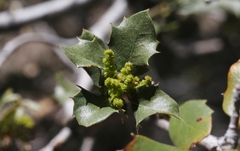 Quercus cornelius-mulleri