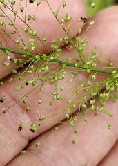 Dichanthelium polyanthes