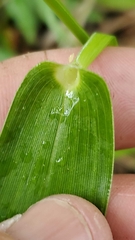 Dichanthelium polyanthes