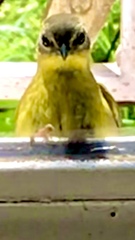 Basileuterus culicivorus