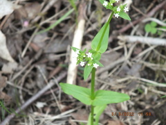 Valerianella chenopodifolia