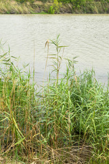 Phragmites australis berlandieri