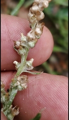 Gamochaeta calviceps