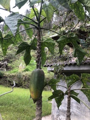 Vasconcellea × pentagona