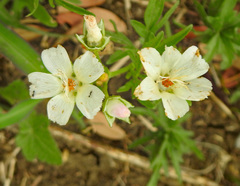 Callirhoe alcaeoides