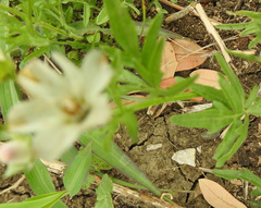 Callirhoe alcaeoides
