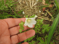 Callirhoe alcaeoides