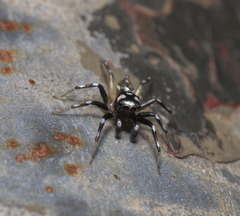 Phintella bifurcilinea