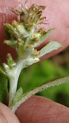 Gamochaeta calviceps