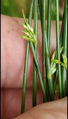Juncus coriaceus