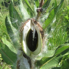 Xysmalobium undulatum