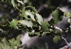 Quercus cornelius-mulleri