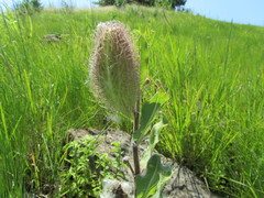 Xysmalobium undulatum