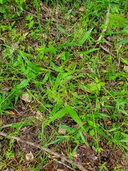 Dichanthelium polyanthes