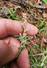 Gamochaeta calviceps