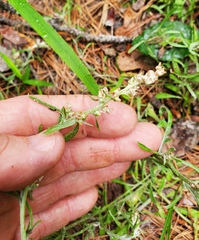 Gamochaeta calviceps