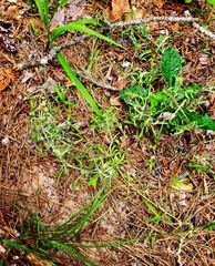 Gamochaeta calviceps