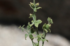 Galium parishii