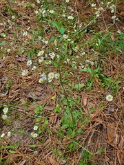 Erigeron tenuis