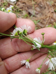 Erigeron tenuis