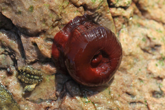 Actinia ebhayiensis
