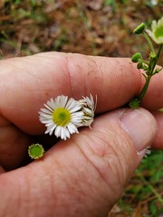 Erigeron tenuis