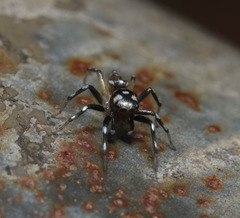 Phintella bifurcilinea